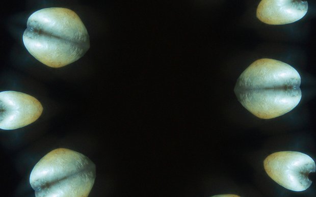 Preview of the Human Nature website
